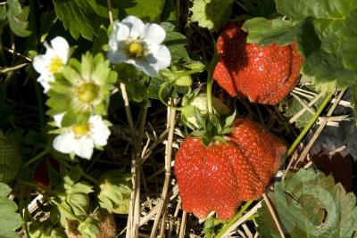 Прикрепленное изображение: 88973_223673.jpg